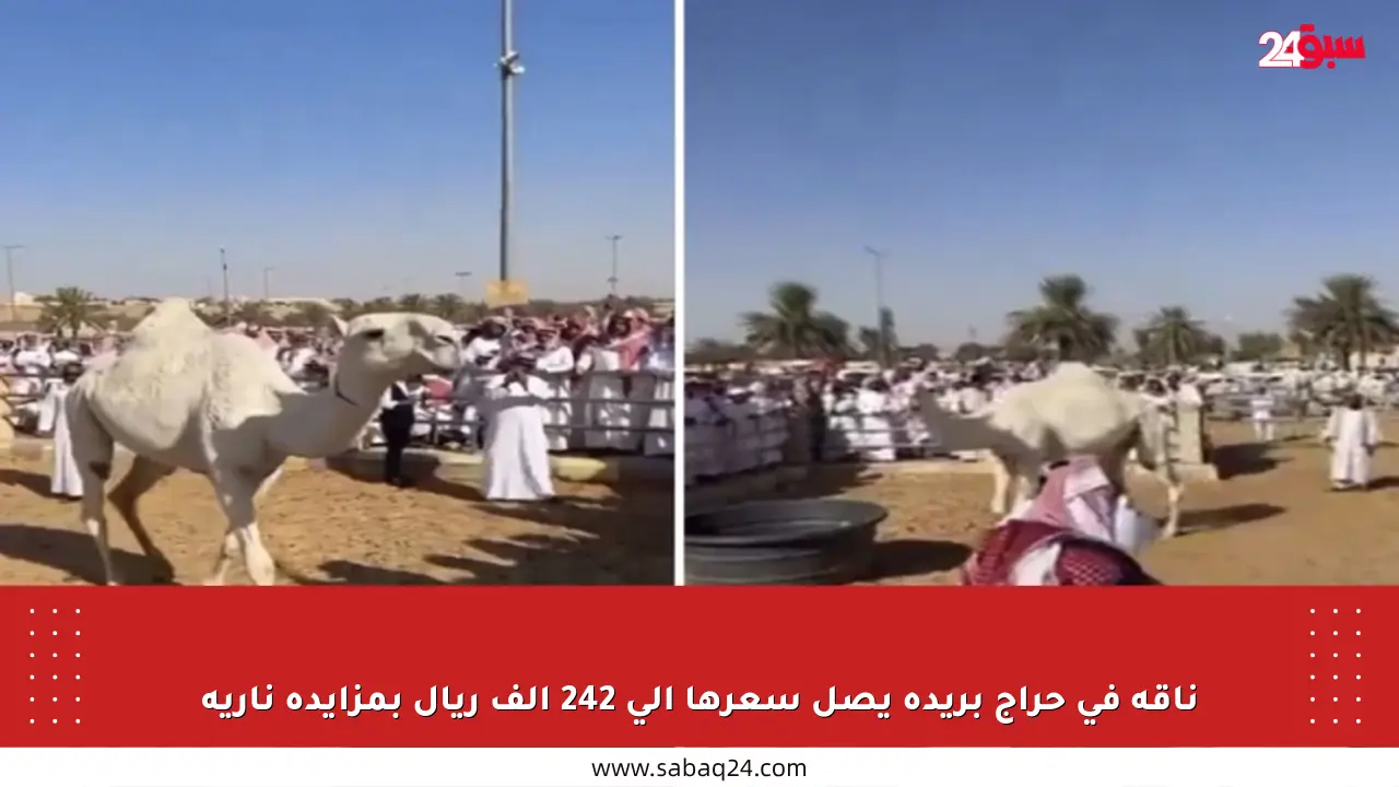 ناقة في حراج بريدة يصل سعرها إلى 242 ألف ريال بمزايدة نارية